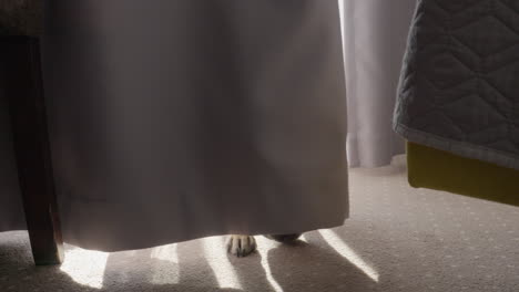 adorable french bulldog behind billowy curtain pokes his head out,slow motion