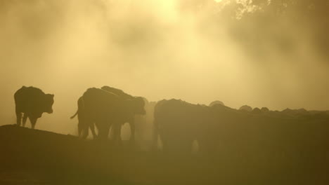 Heavily-backlit-herd-of-cows-on-dusty-ground-at-sunset