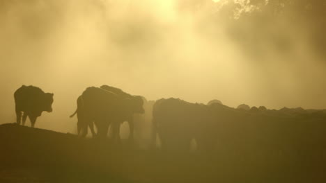 heavily backlit herd of cows on dusty ground at sunset