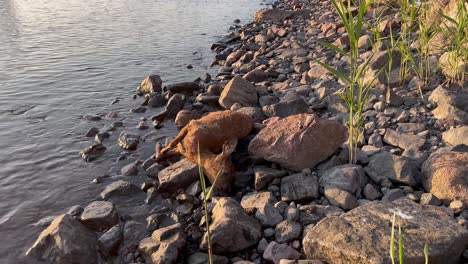 dead deer on riverbank