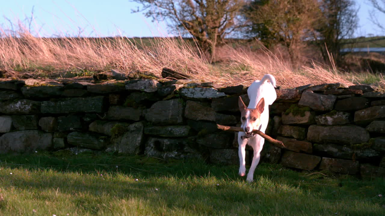 시골에서 지이를 들고 달리는 귀여운 테리어