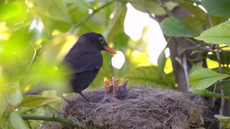 Schwarzer-Vogel-Füttert-Vogelbaby