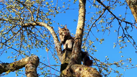 Maine coon cat groom himself up in the tree, feline outdoors in nature