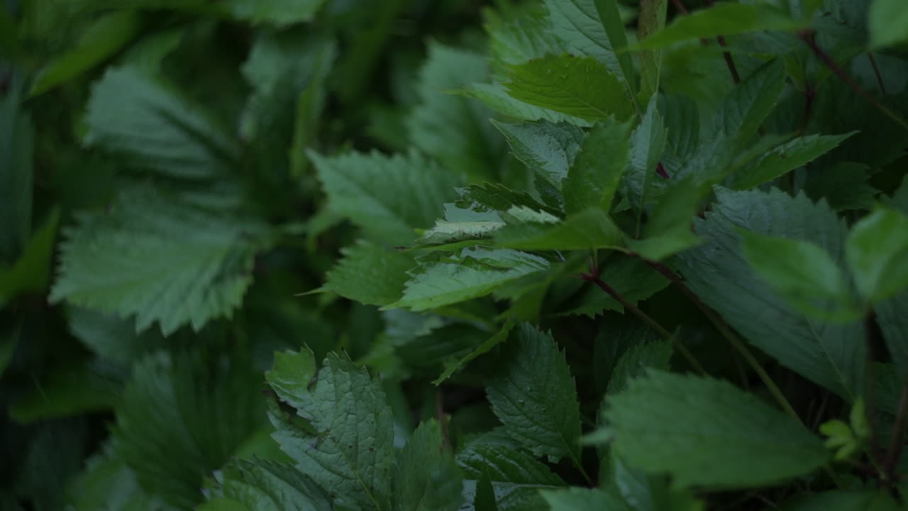 primer plano de las hojas húmedas