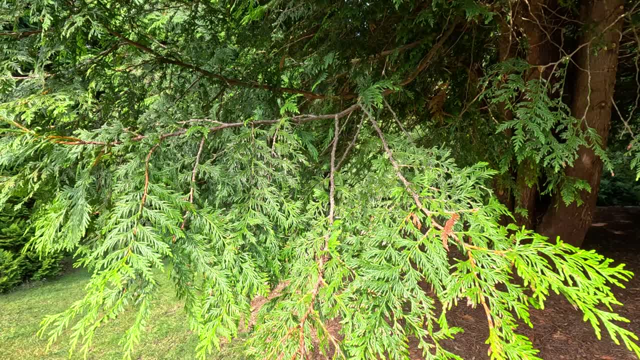 Camera slowly pans across vibrant green pine branches in an outdoor botanical garden, with soft natural daylight and a tranquil, lush environment
