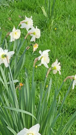 Narcisos-Blancos-En-El-Jardín