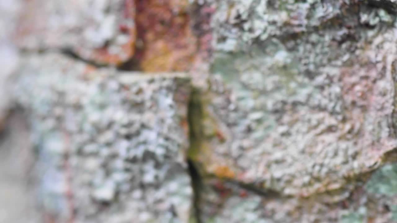 갈색과 오렌지색의 얼룩진 피부를 가진 개구리의 놀라운 위장, 그것은 완벽하게 융합하여 자연 적응을 보여줍니다.