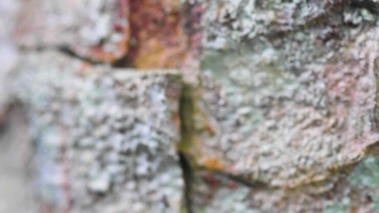 Utrolig camouflage af en frø med plettet brun og orange hud, der falder sømløst ind og viser dens naturlige tilpasning