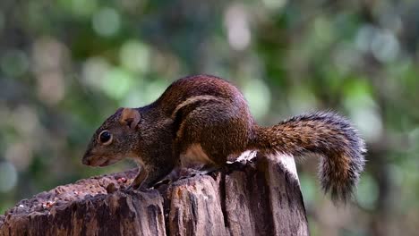 the indochinese ground squirrel is commonly found in thailand just about anywhere it can thrive