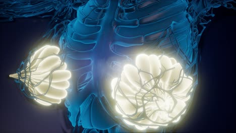 cuerpo humano con brillo visible glándula mamaria