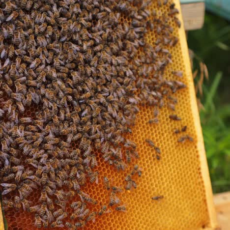 honey insects crawling on a frame. busy bees packing organic honey with bee wax on a frame outdoors. honey production