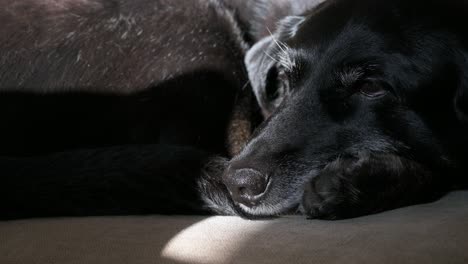 a senior black dog deep asleep, with sunlight highlighting its face