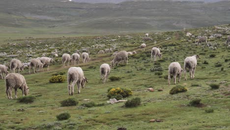 rebaño de ovejas gordas pastan hierba por polvoriento camino de tierra a través de verdes colinas