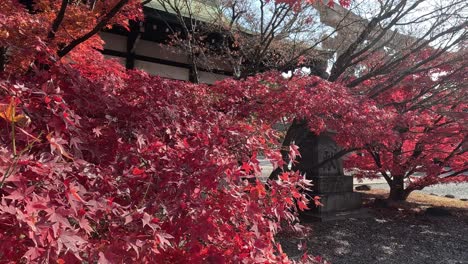 red leaves fluttering down from a tree.