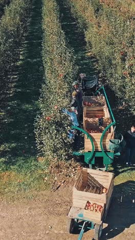 tractor transport wooden container full of apple fruits