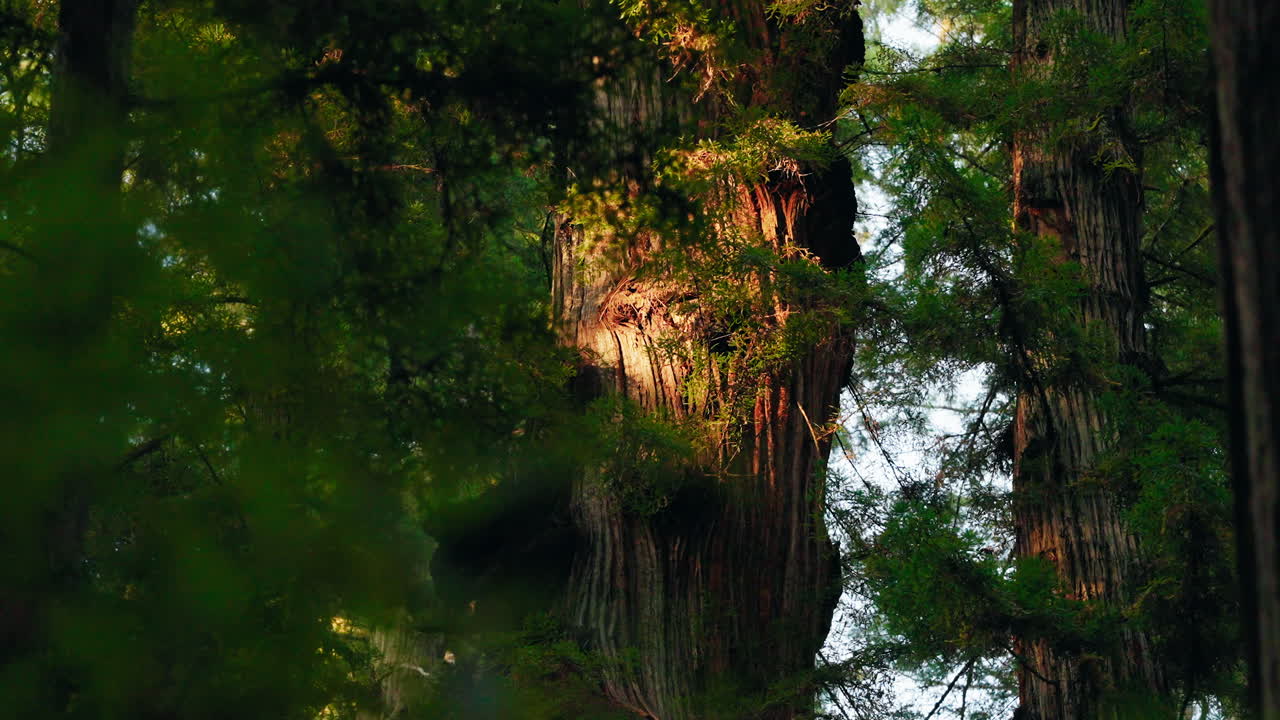 Low angle sunlight shines through a dense forest onto redwood bark