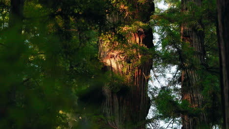 low angle sunlight shines through a dense forest onto redwood bark