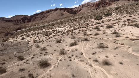 volando por el suelo del desierto junto a los árboles de joshua