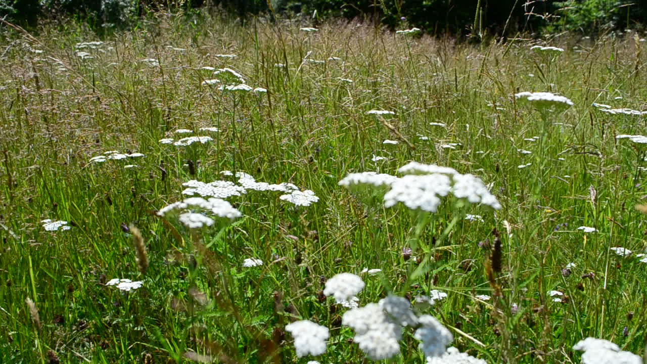 Fiori selvatici, riprese in montagna. Riprese in estate