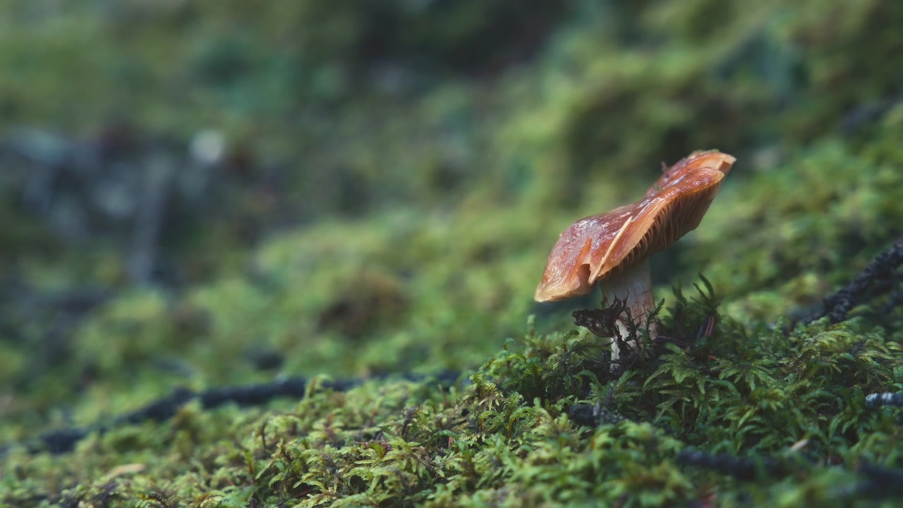 A wild mushroom growing on a mossy ground in a pine forest