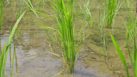 Close-up-shot-of-rice-paddy-with-the-leaves-swaying-in-the-wind-and-negative-space-for-copy