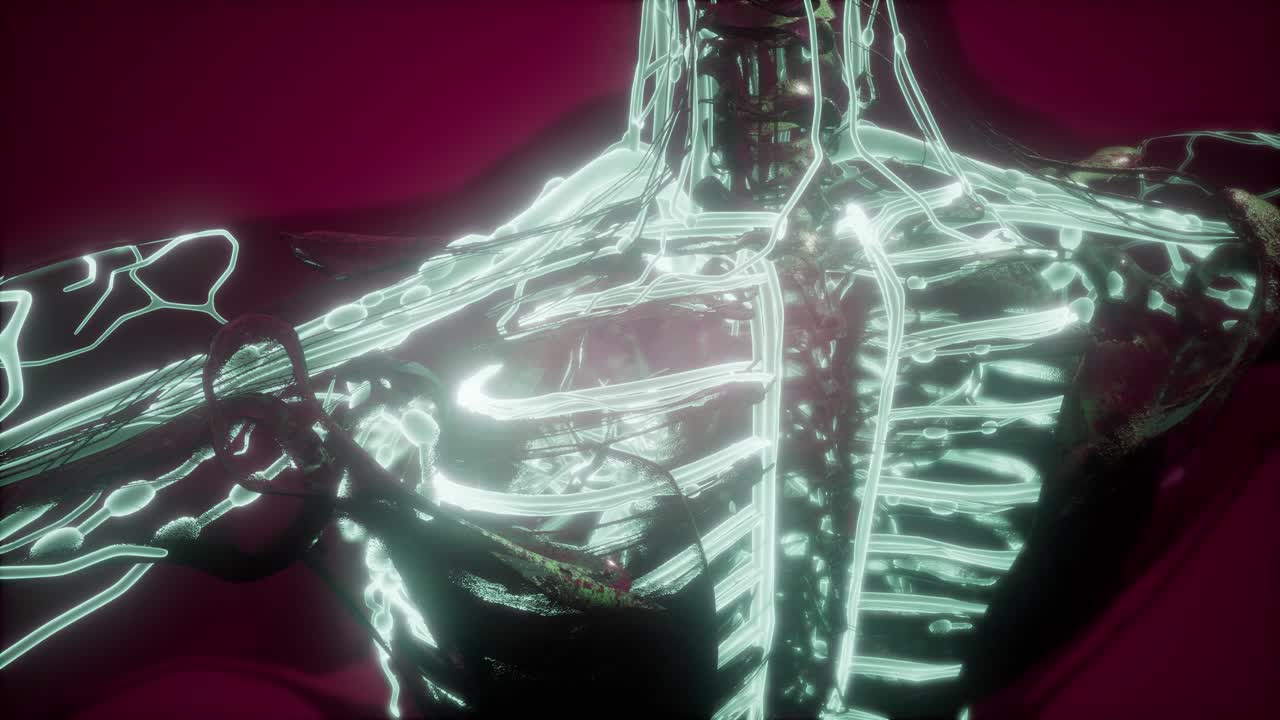 cuerpo humano con vasos sanguíneos brillantes