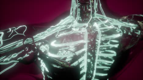 cuerpo humano con vasos sanguíneos brillantes