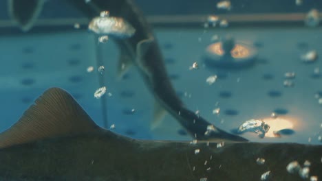Stör-Schwimmt-Im-Aquarium,-Luftblasen-Steigen-Auf-2