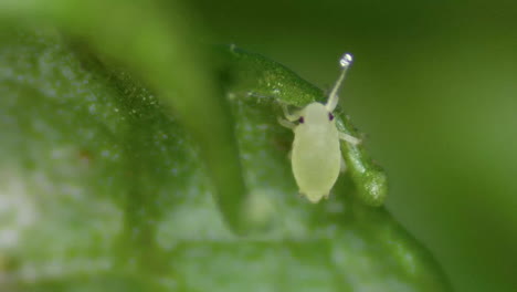 Tiny Greenfly Aphid Antennas Groping On Infested Garden Plant, Macro