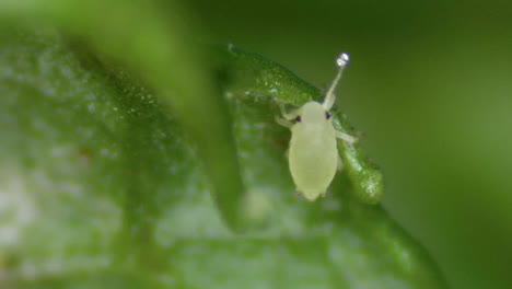 tiny greenfly aphid antennas groping on infested garden plant, macro