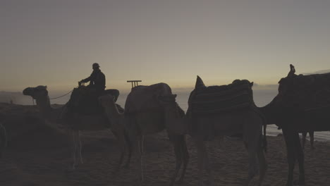 camels at sunrise in the desert