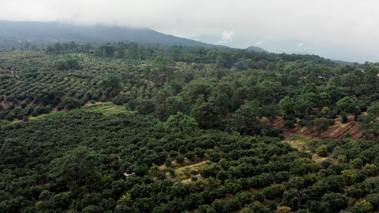 DRONE: AERIAL SHOT OF AN AVOCADO PLANTATION ON A CLOUDY DAY IN MICHOACAN