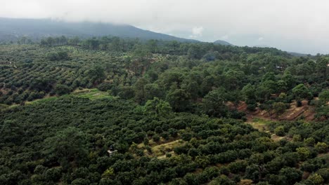 drone: fotografía aérea de una plantación de aguacate en un día nublado en michoacán