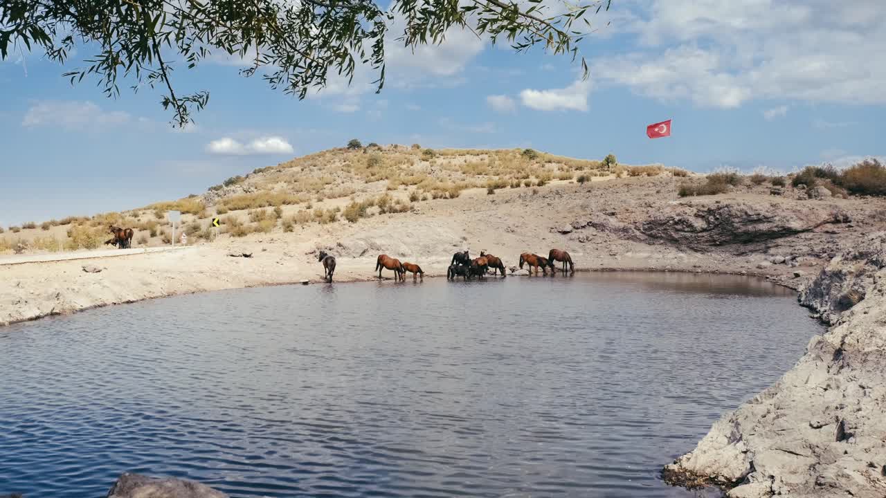 Vahşi atlar bir su birikintisinden su içerken