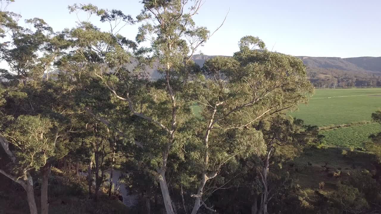 The Kangaroo River and farm fields in New South Wales Australia during morning hours, Aerial pedestal rising shot