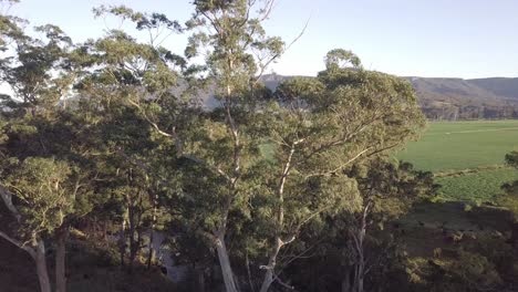 the kangaroo river and farm fields in new south wales australia during morning hours, aerial pedestal rising shot