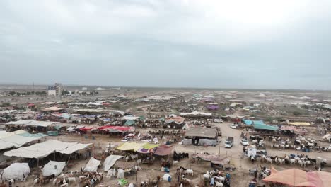 aerial ascending shot from ground level at northern cattle market in karachi