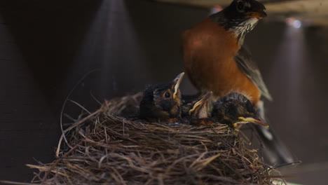 Mutter-Robin-Vogel-Beobachten-über-Küken-Im-Nest-Dann-Fliegen-Weg