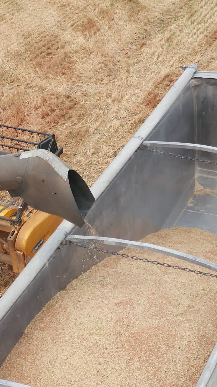 Golden wheat countryside gathering. Aerial view of big agricultural combine harvesting. Vertical video