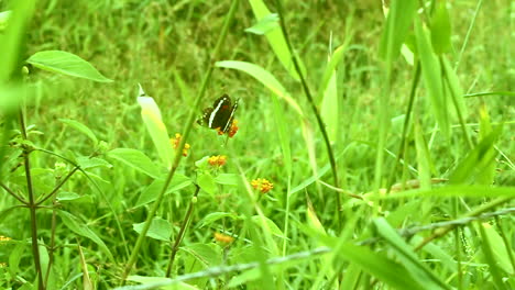 slow motion butterfly taking flight from an orange flower bud in a green field