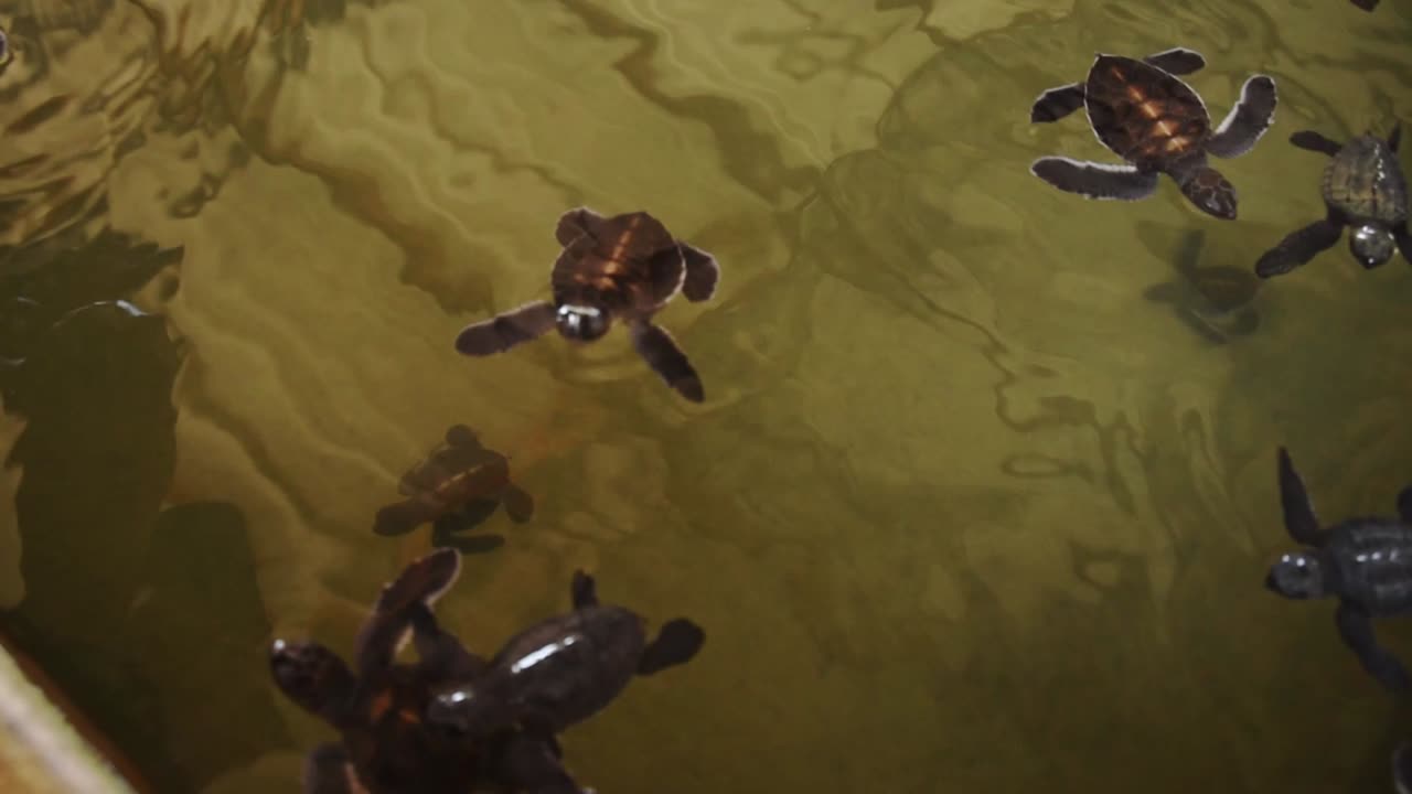 Baby Turtles Swimming In Turtle Hatchery in Sri Lanka
