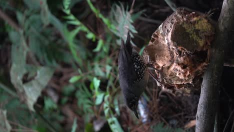 El-Zorzal-De-Sunda-Es-Una-Especie-De-Ave-De-La-Familia-Turdidae.