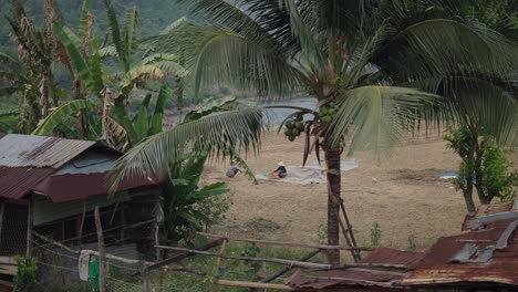 rural farmers harvesting rice in a tropical setting
