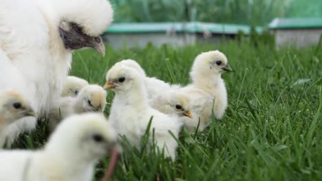 silk chicken, eating grass with her new born chicks