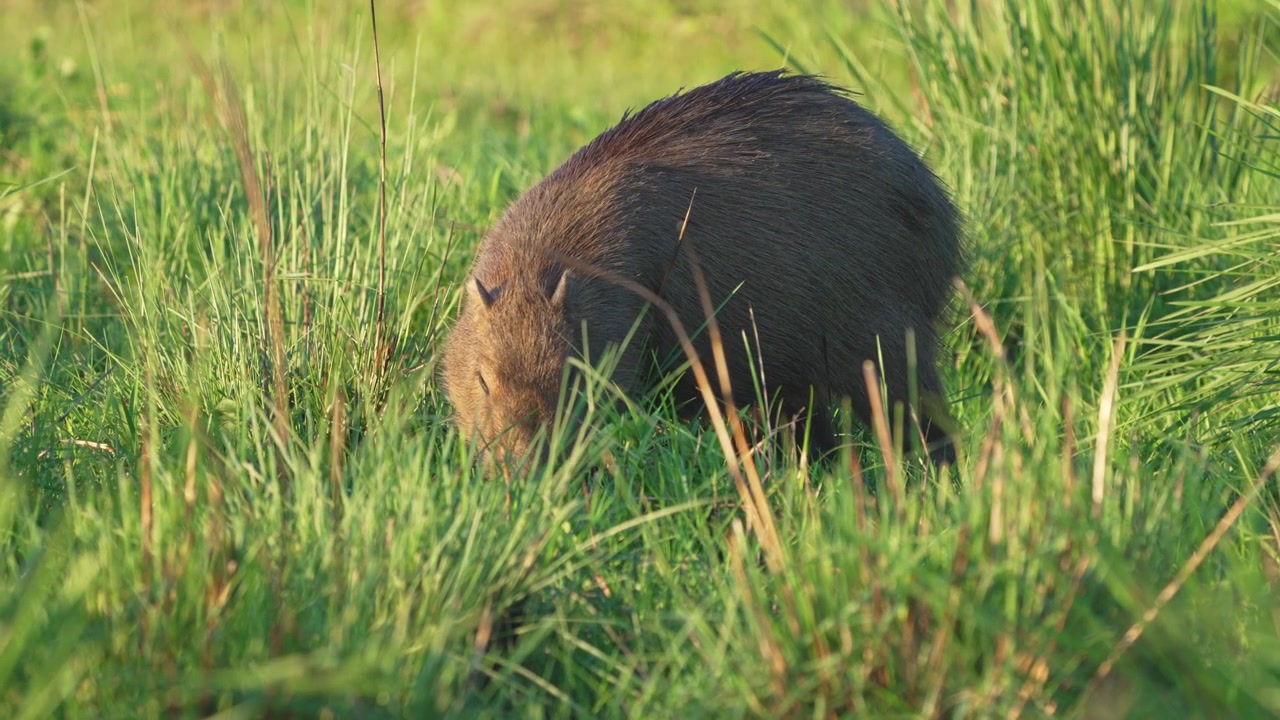 Single capybara feeds on lush grass in a sunlit meadow, with warm morning light on its brown fur and the surrounding vegetation.