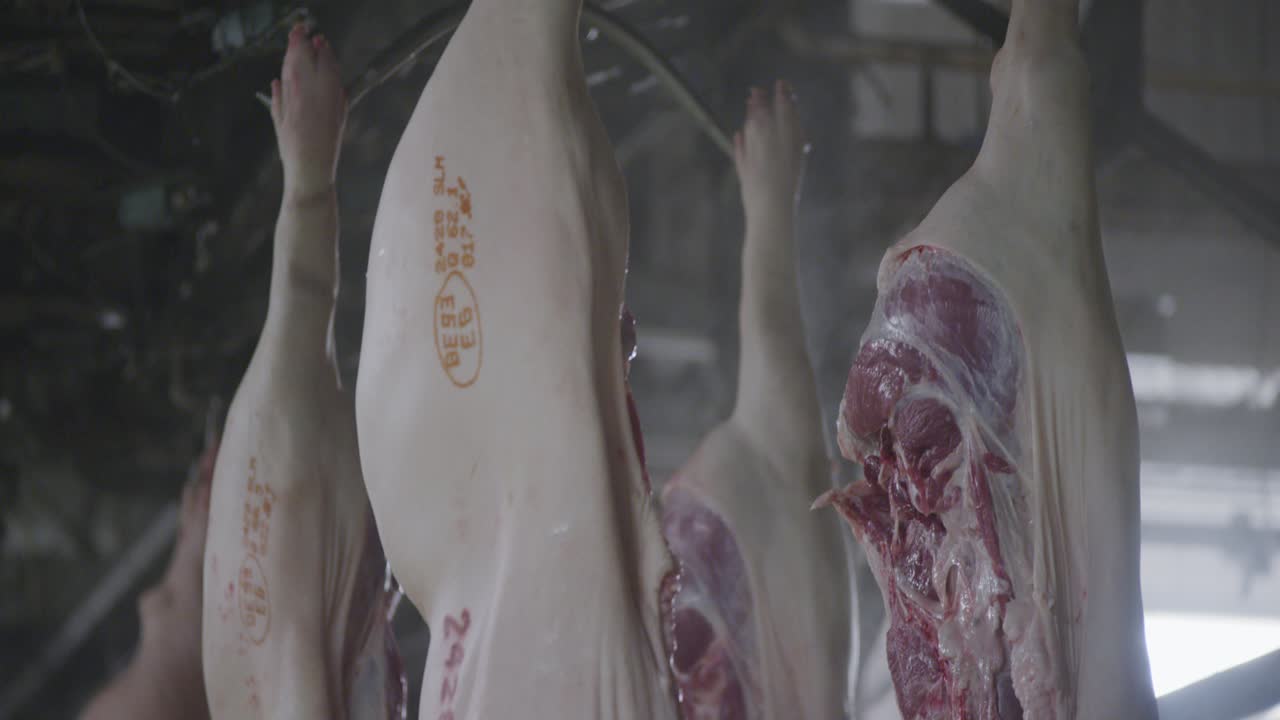 운송 컨베이어 벨트에서 이동하는 장막이 없는 돼지 사체