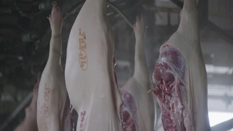 Pig-carcasses-without-intestines-moving-on-transportation-conveyor-belt