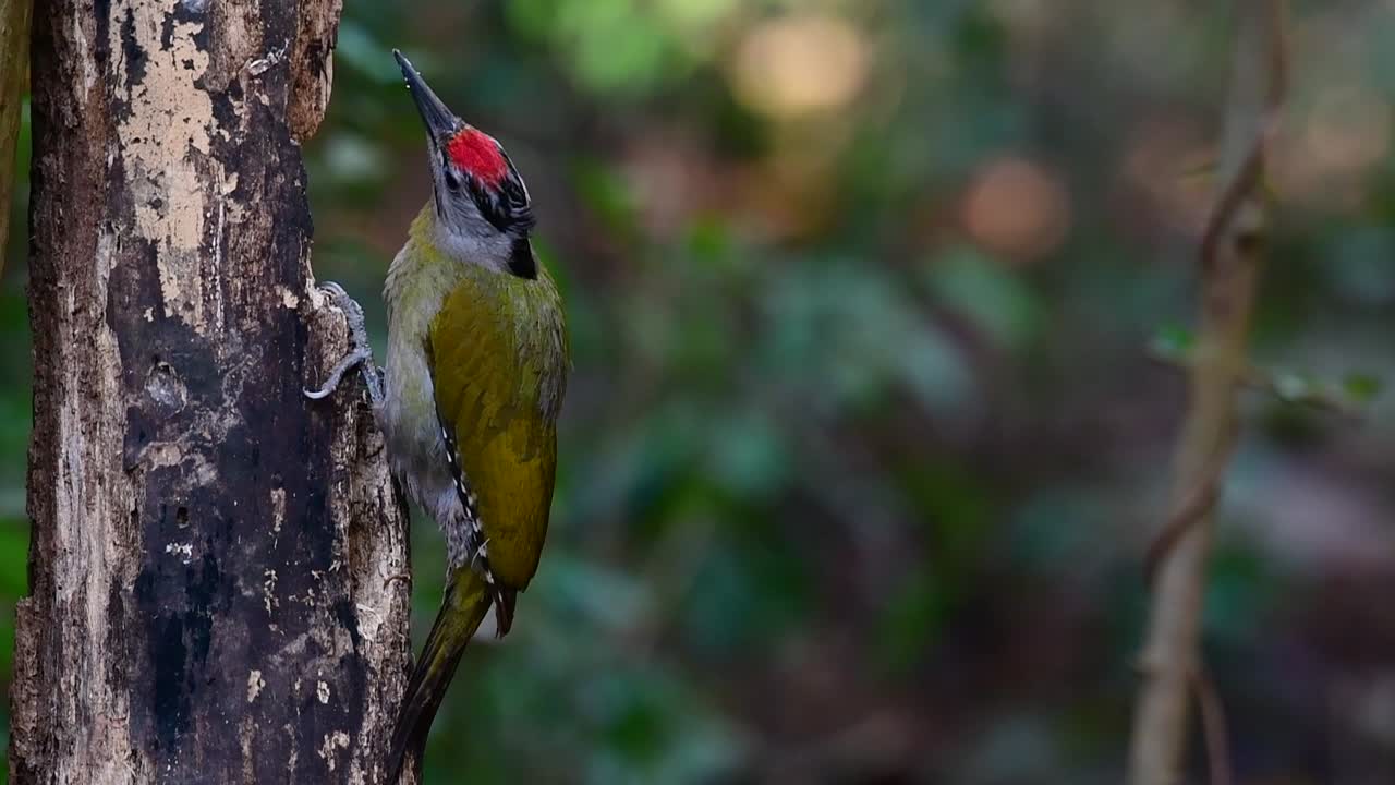 el pájaro carpintero de cabeza gris también se llama pájaro carpintero de cara gris se encuentra en muchos parques nacionales en tailandia y es muy particular en la elección de su hábitat para que prospere