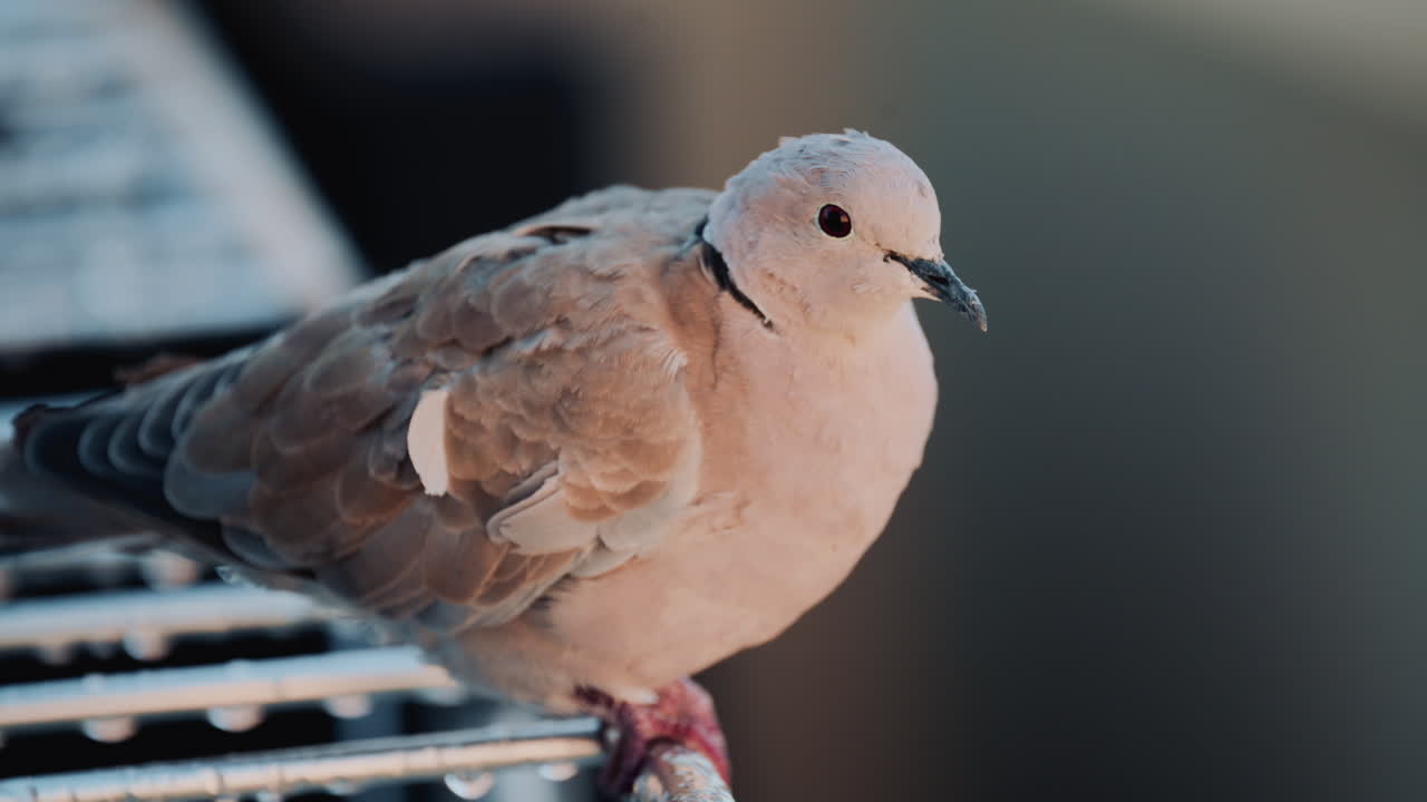 Close up of a Eurasian collared dove perched on a metal railing with soft green bokeh in the background