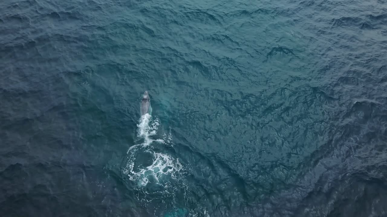A joyful ocean moment as a whale calf rolls gently from side to side at the surface, sunlight glimmering on the waves, before it dives smoothly beneath, a pure display of youth and freedom